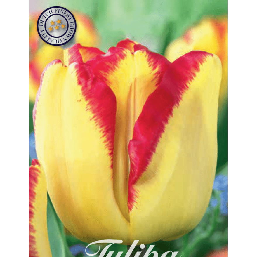 Tulpan Cape Town 10-pack