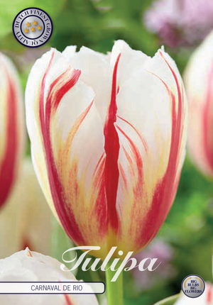 Tulip Carnaval de Rio 10-pak