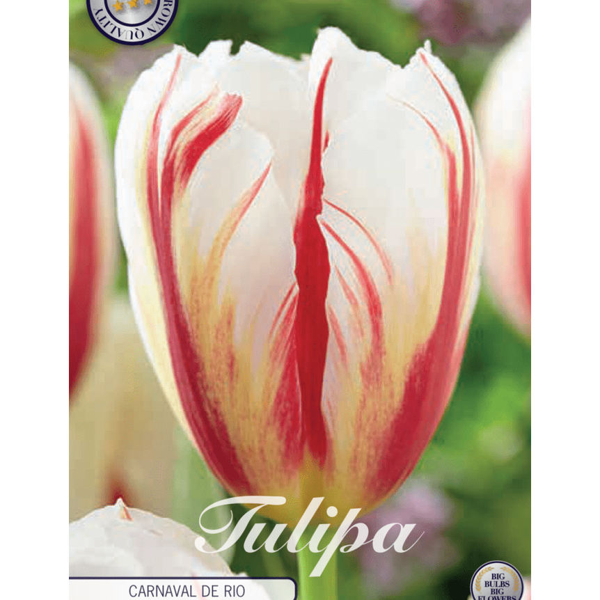 Tulpan Carnaval de Rio 10-pack