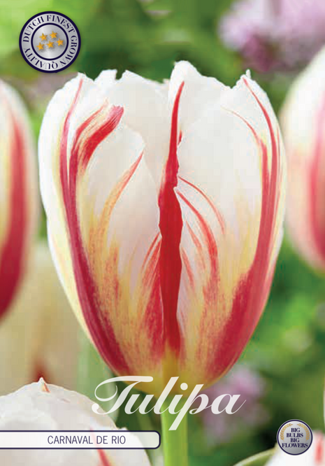 Tulip Carnaval de Rio 10 kpl