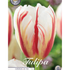 Tulpan Carnaval de Rio 10-pack