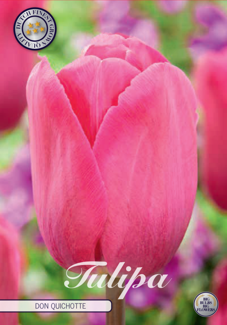 Tulip Don Quichotte 10-pak