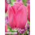 Tulpan Don Quichotte 10-pack