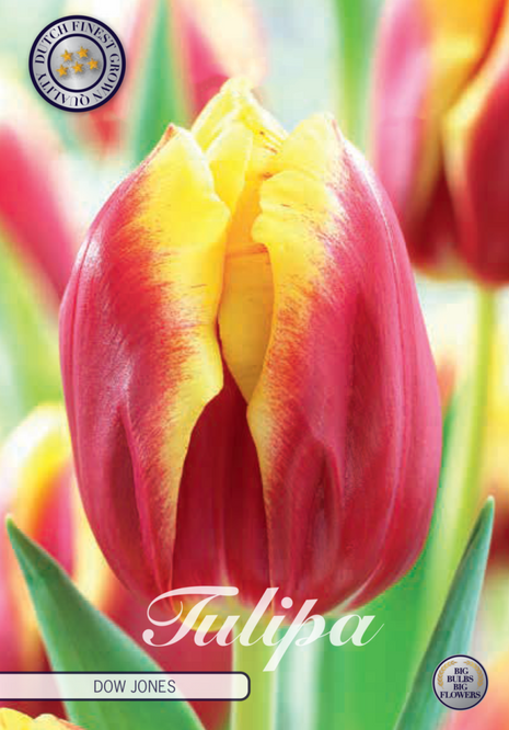 Tulip Dow Jones 10 kpl