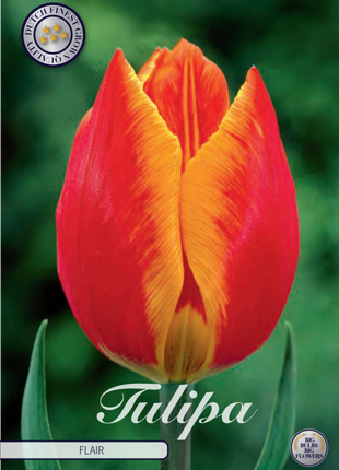 Tulip Flair 10 kpl