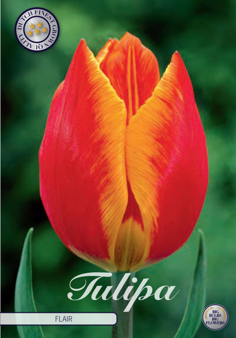 Tulip Flair 10-pak