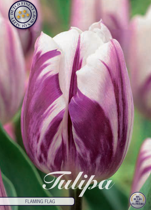 Tulip Flaming Flag 10-pak