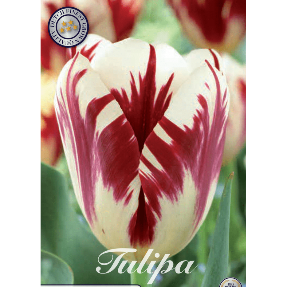 Tulpan Grand Perfection 10-pack