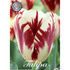 Tulpan Grand Perfection 10-pack