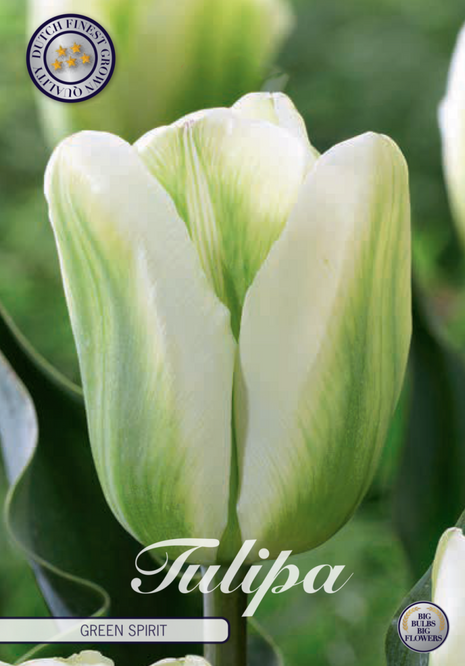 Tulip Green Spirit 7-pak