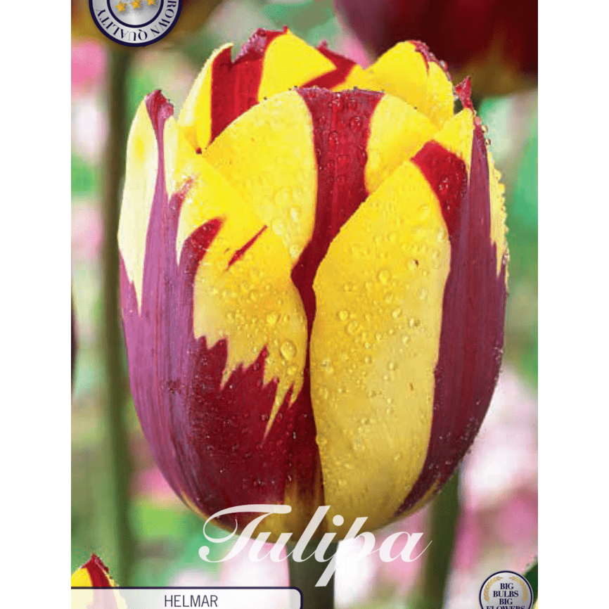 Tulpan Helmar 7-pack