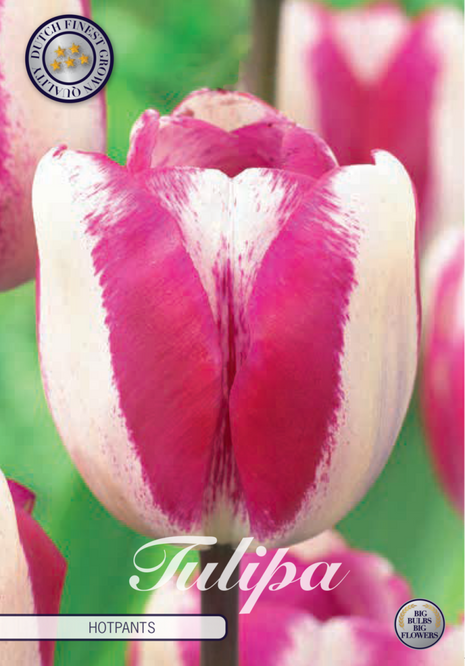 Tulip Hotpants 10 kpl