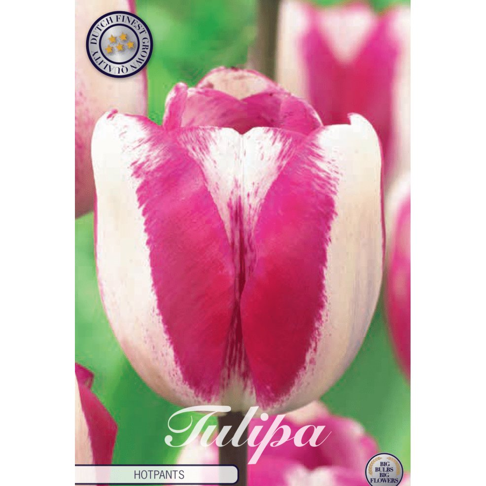 Tulpan Hotpants 10-pack