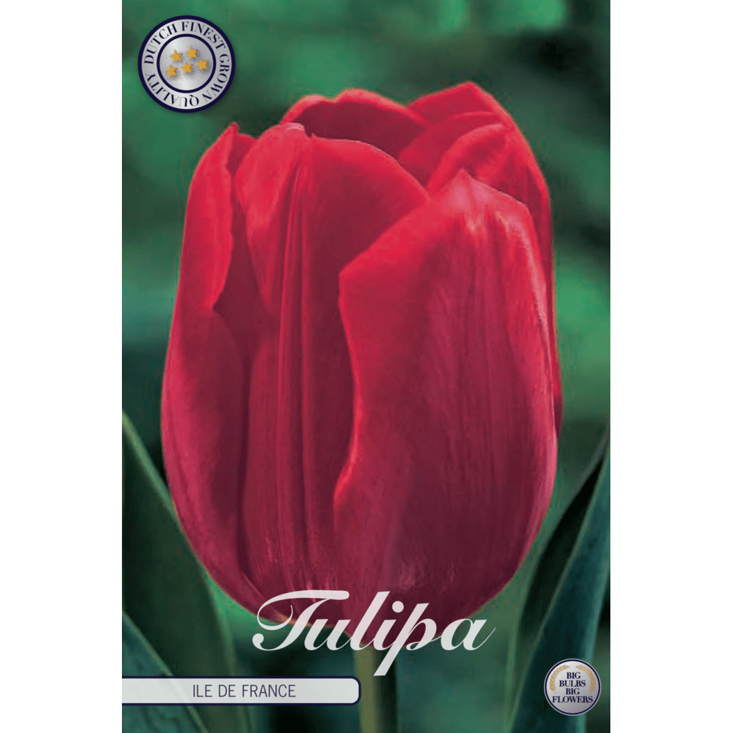 Tulpan Ile de France 10-pack