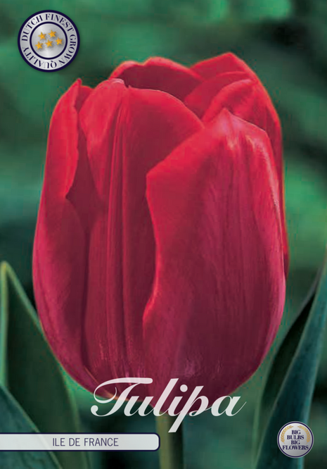 Tulip Ile de France 10-pak