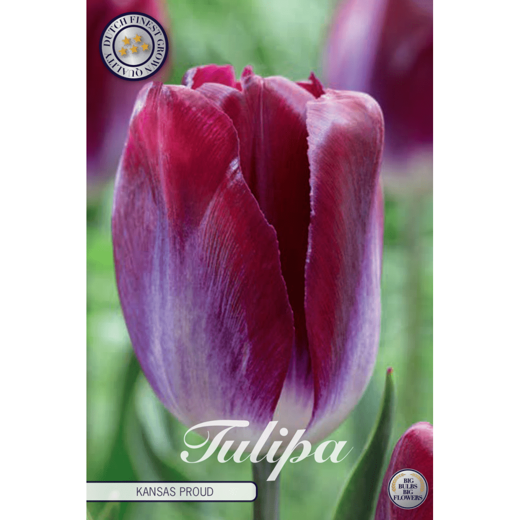 Tulpan Kansas Proud 10-pack