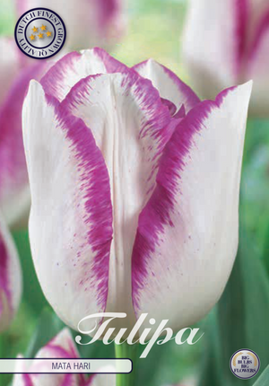 Tulip Mata Hari 7-pak