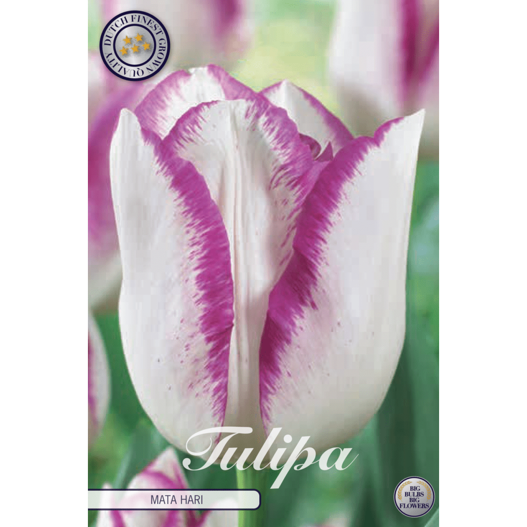 Tulpan Mata Hari 7-pack
