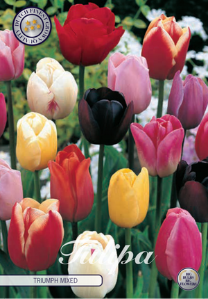 Tulip Triumph Mixed 10-pak