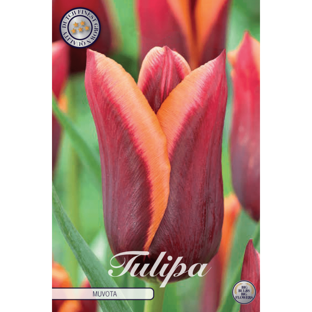 Tulpan Muvota 7-pack