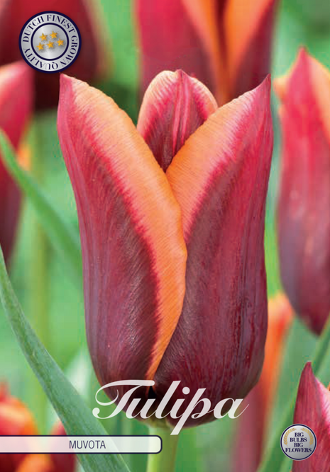 Tulip Muvota 7-pak