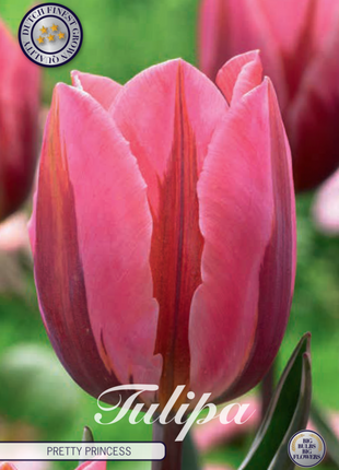 Tulip Pretty Princess 7 kpl