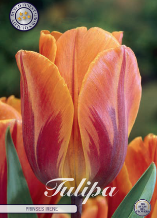 Tulip Princess Irene 7-pak