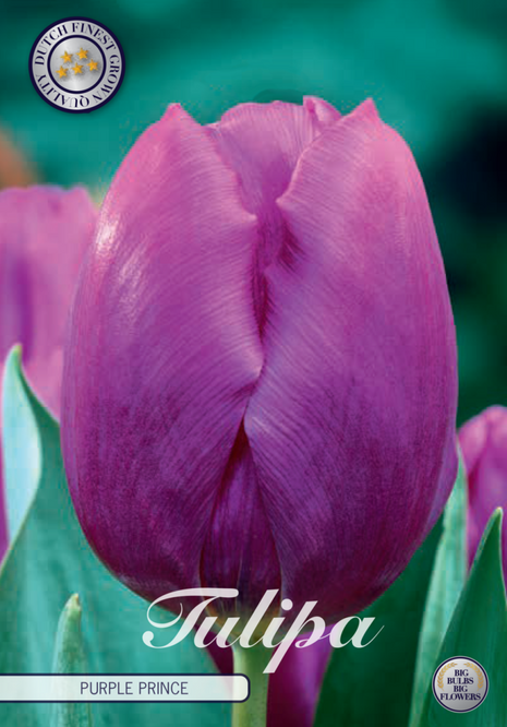 Tulip Purple Prince 10 kpl