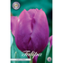 Tulpan Purple Prince 10-pack