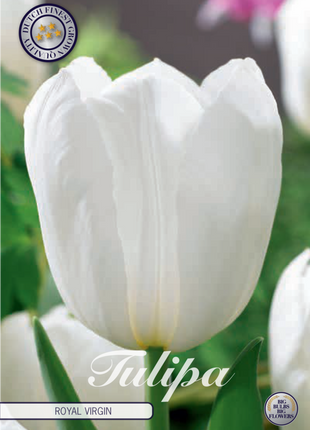Tulip Royal Virgin 10 kpl