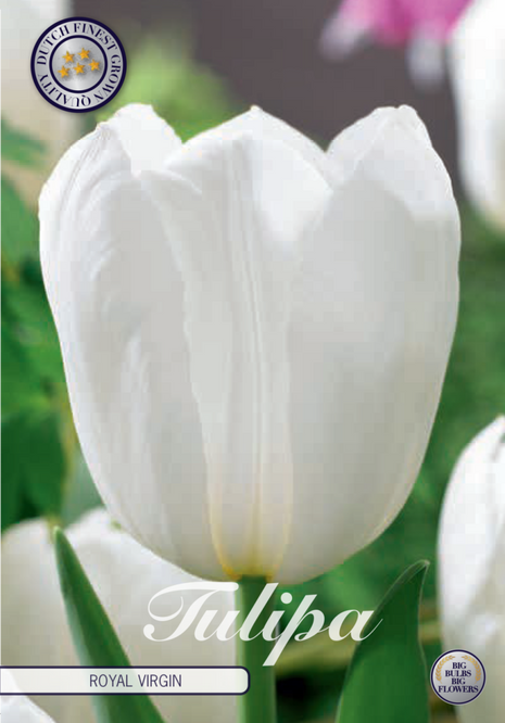 Tulip Royal Virgin 10 kpl
