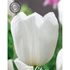 Tulpan Royal Virgin 10-pack