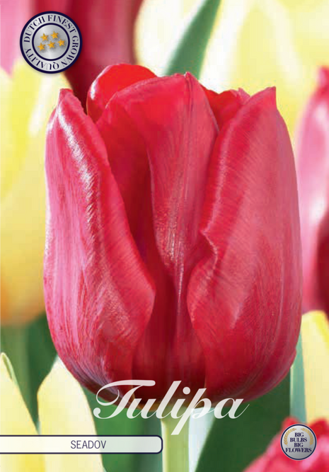 Tulip Seadov 10-pak