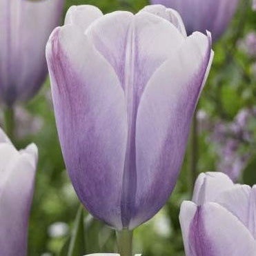 Tulpan 'Silver Cloud' 7-pack