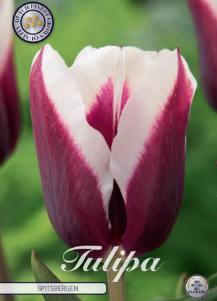 Tulip Spitsbergen 7-pak