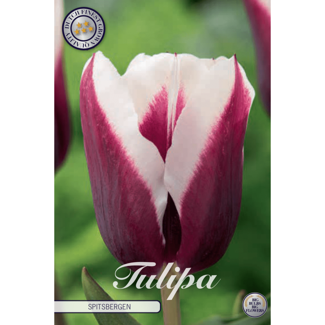 Tulpan Spitsbergen 7-pack