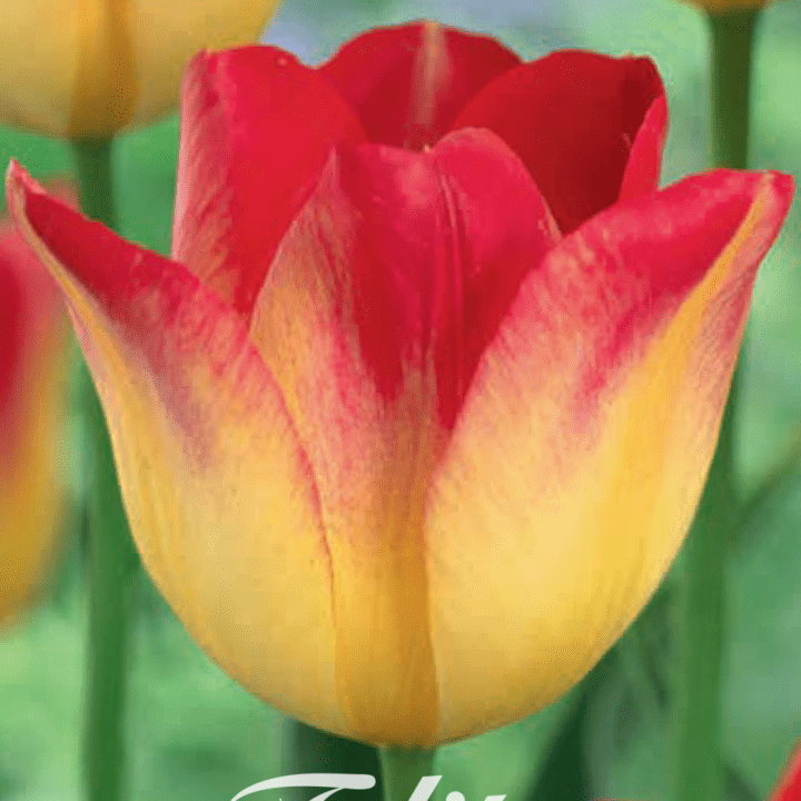 Tulpan Suncatcher (premium) 7-pack