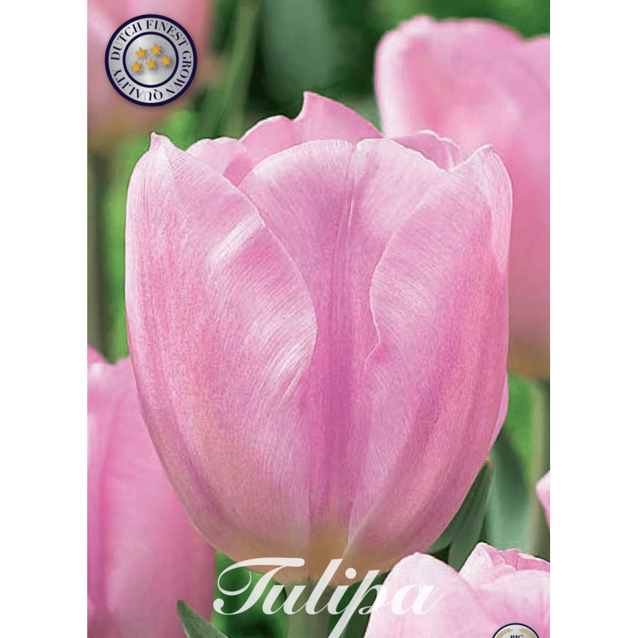 Tulpan Synade Amor 10-pack