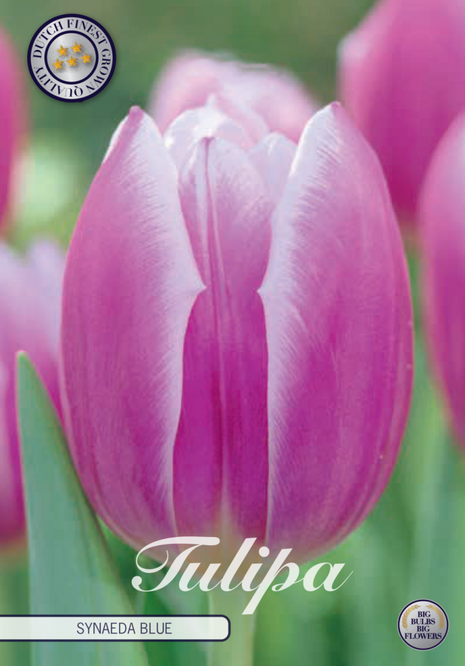 Tulip Synaeda Blue 10 kpl