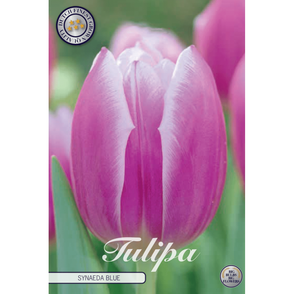 Tulpan Synaeda Blue 10-pack