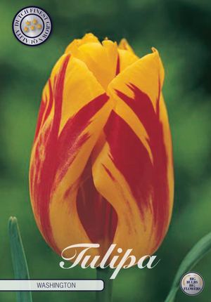 Tulip Washington 10 kpl