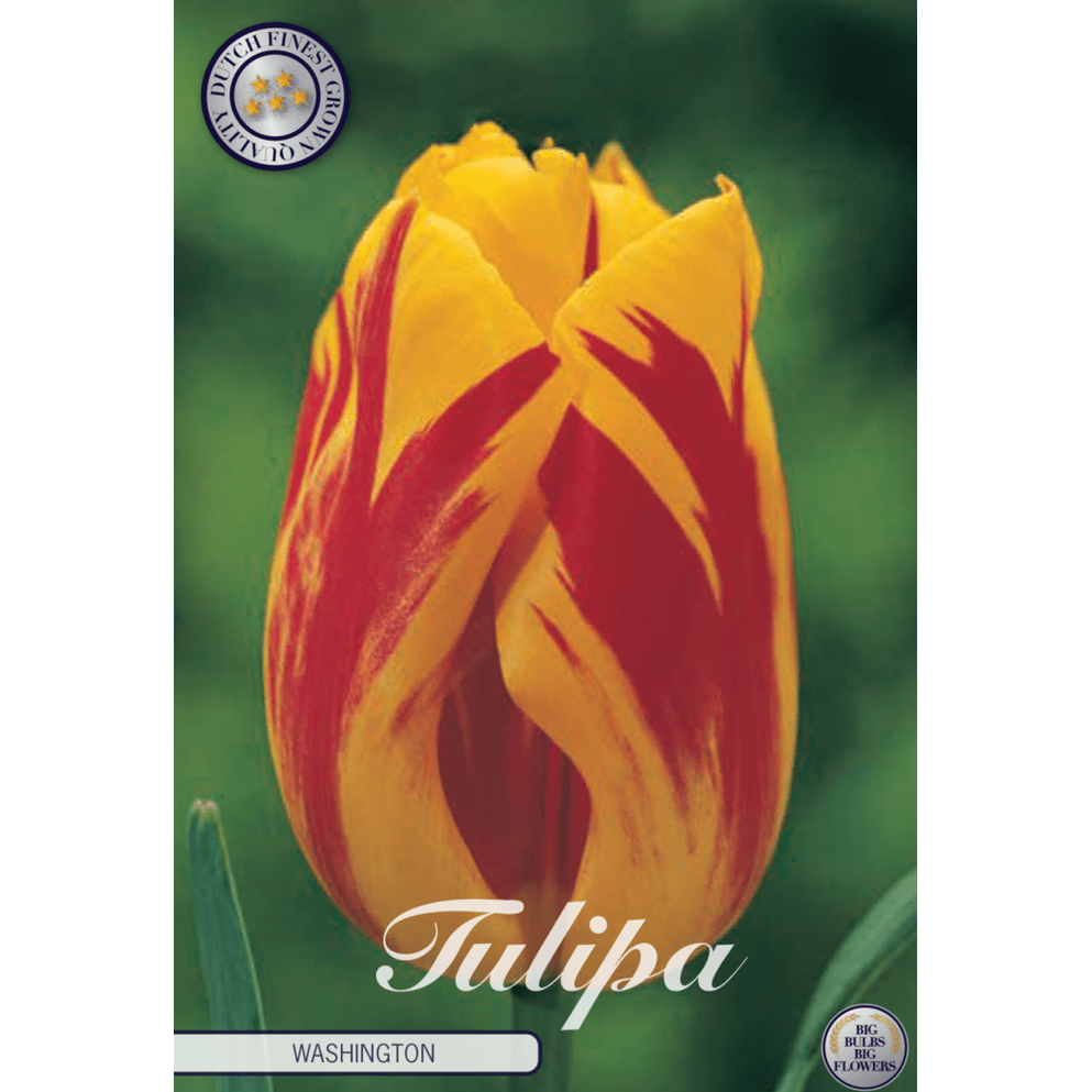 Tulpan Washington 10-pack