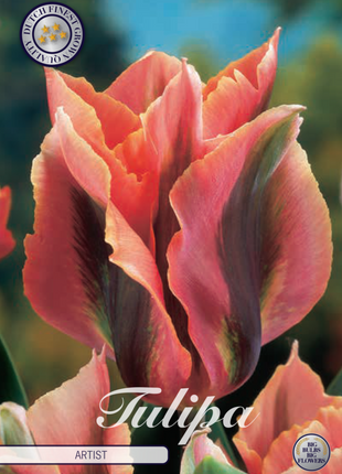 Tulip Artist 7 kpl