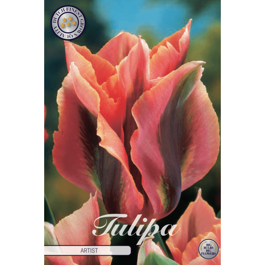 Tulpan Artist 7-pack