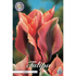 Tulpan Artist 7-pack
