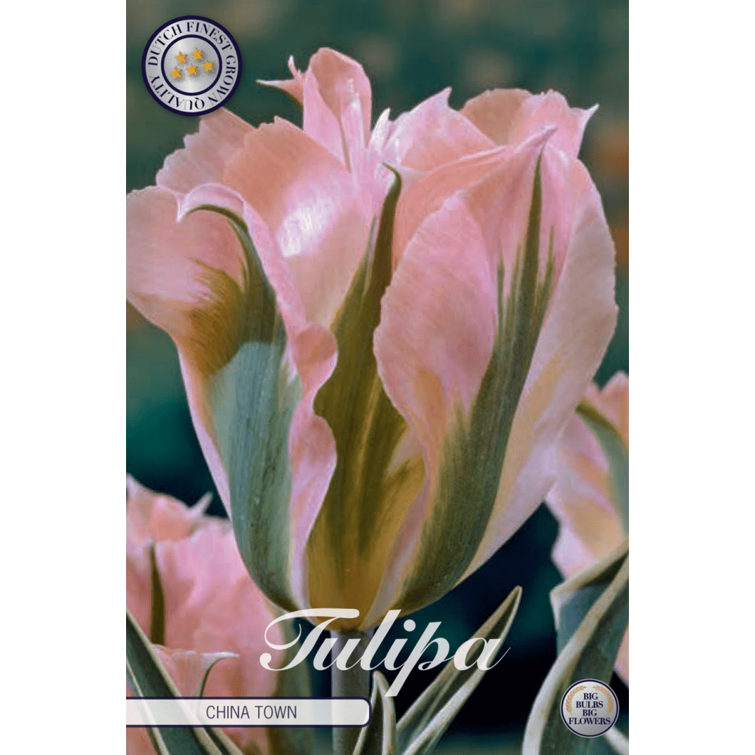 Tulpan China town 7-pack