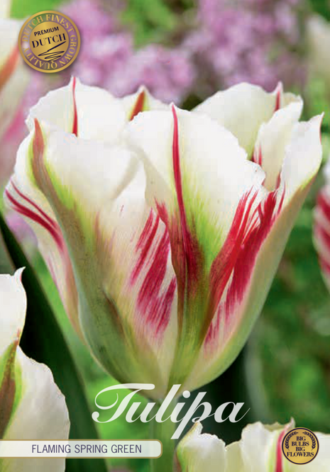 Tulip Flaming Spring Green (premium) 5 kpl