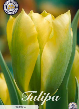 Tulip 'Formosa' 7-pak