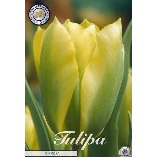 Tulpan 'Formosa' 7-pack