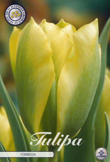 Tulip 'Formosa' 7-pak